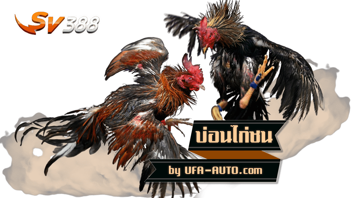SV 388 บ่อนไก่ออนไลน์ by UFABET01